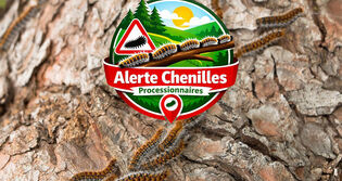 Chenilles processionnaires